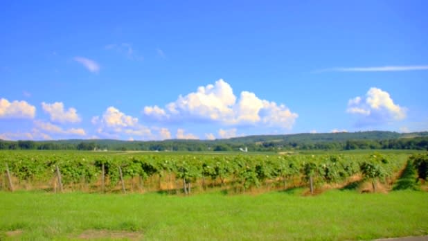 Lake Erie Grape Discovery Center