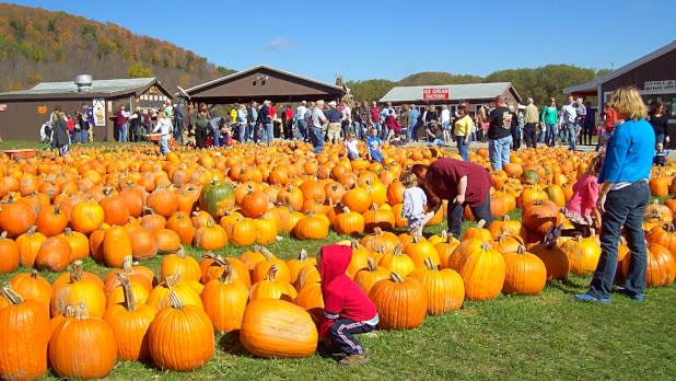 Pumpkinville - Cattaraugus County EDPT