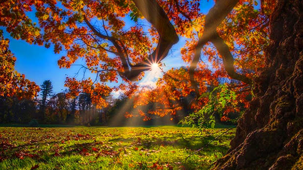 Fall leaves at Planting Fields in Oyster Bay