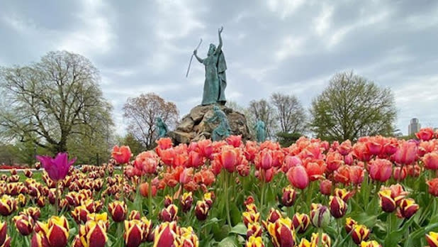 Pink and purple tulips in front of a statue