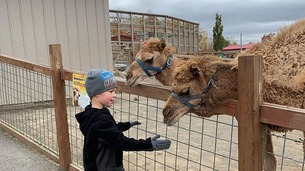 A boy holds his hand out as two camels look on