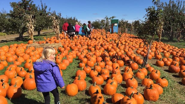 A little girl walks through rows of bright orange pumpkins at Apple Ridge Orchards