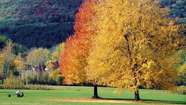 People sit at a picnic table near trees in fall at Lake George Battlefield Park