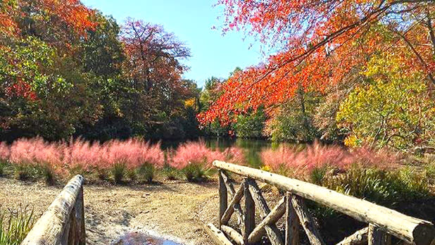 The end of a wooden bridge at Bayard Cutting Arboretum State Park with red hay-like plants in a field and green trees with red tips surrounding the field