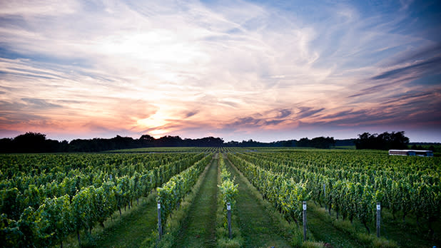 Bedell Vineyard at Dusk W Studios NY - Photo Courtesy of Bedell Vineyard