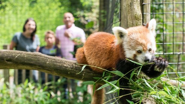 Red panda on a branch at Trevor Zoo