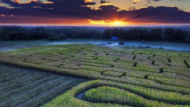 Rhinebeck Corn Maze