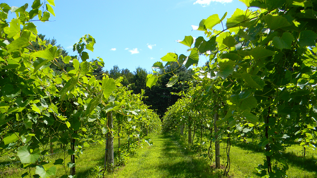 Bright green rows of grape vines in the Champlain wine region