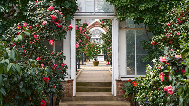 A white doorframe surrounded by camellia plants with pink, red, and white blooms at Planting Fields Arboretum
