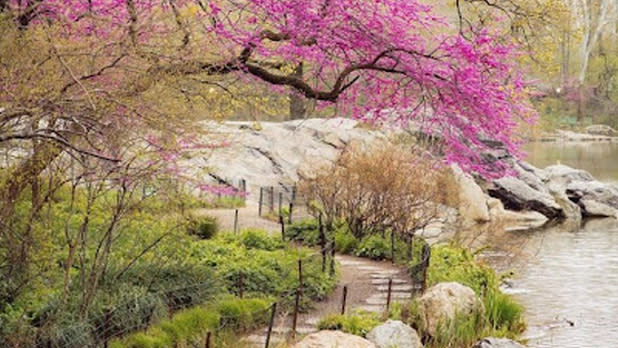 Pink cherry blossom tree arching over a stone path along the water