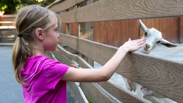 A little blonde girl petting a goat at the Utica Zoo