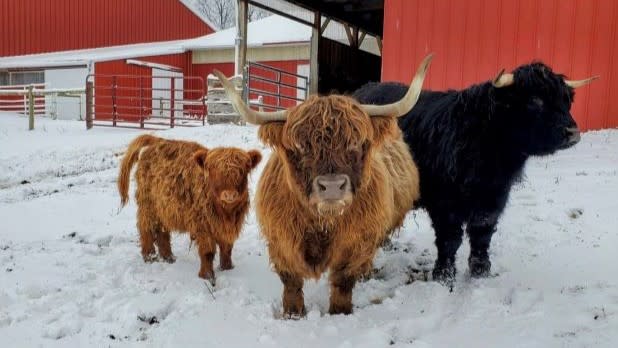 Two brown and one black Highland Cow standing in the snow