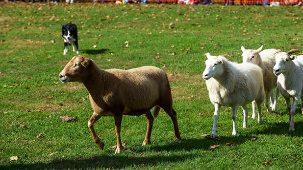 A sheep dog herding demonstration at the New York State Sheep & Wool Festival held on the Dutchess County Fairgrounds