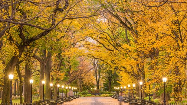 Lamposts shine along a path under trees resplendent in yellow foliage in Central Park