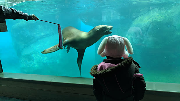 A young child in a white floppy-eared hat watches a seal swim playfully behind aquarium glass at Seneca Park Zoo.