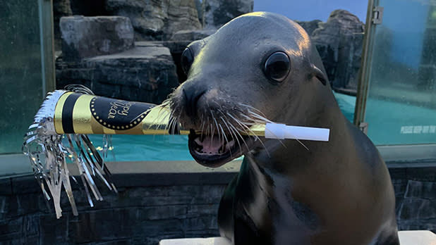 A seal holds a New Year's Eve noise maker at the Long Island Aquarium
