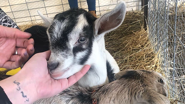 A young goat with black and white fur nuzzles a person's hand in a hay-filled pen during Baby Animal Days at Indian Ladder Farms. The person has a "Why not?" tattoo on their wrist.