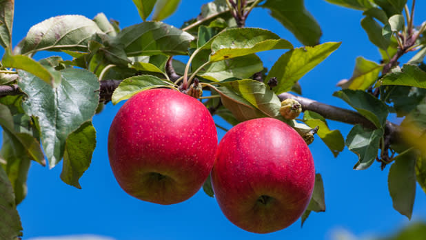 A pair of apples hang from a tree at Indian Ladder Farms