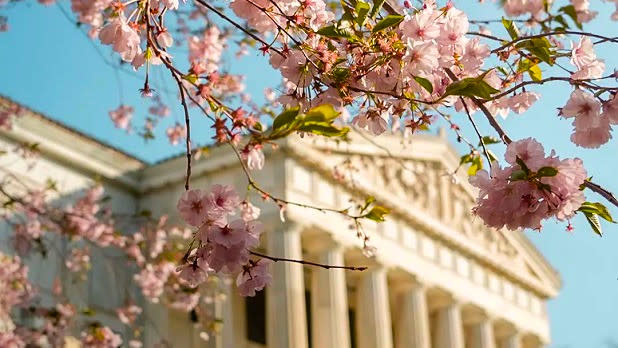 Branches of a light pink cherry blossom tree are in focus with the Buffalo History Museum in the background