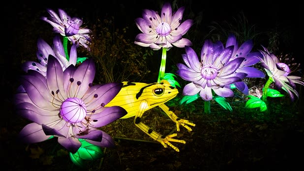 A light display of a yellow frog amid purple lily pads glows at the Bronx Zoo Holiday Lights