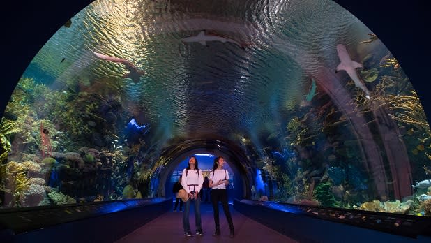 Two woman stand in a tunnel as sharks swim above them at the New York Aquarium in Coney Island