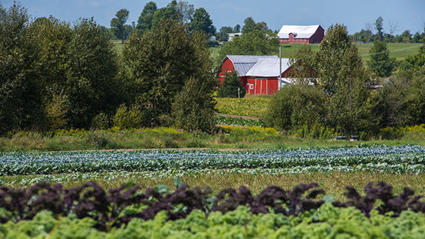 A field and red farmhouse buildings