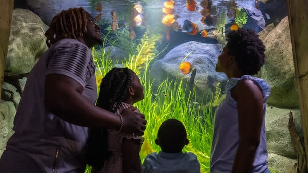 a family of four gazes up at fish in an exhibit at the Long Island Aquarium