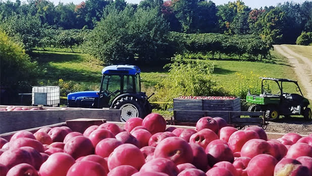 A view of blue and green tractors and the orchard behind a container of red apples