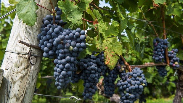 Blue grapes hang on the green vines at Millbrook Vineyards