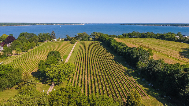 Acres of green vineyards leading out to the blue ocean waters of Long Island