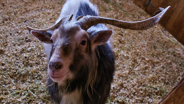 Goat with long horns