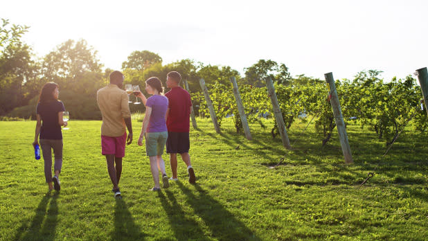 Group of four walking through a vineyard at the Niagara Wine Trail
