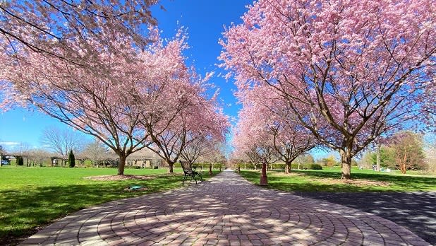Light pink cherry blossom trees line a pathway surrounded by green grass on a sunny day