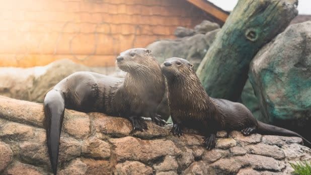 Two otters on rocks