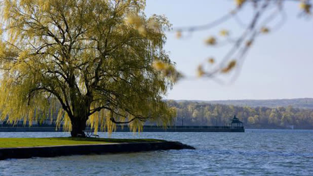 A large elm tree sitting on the edge of Owasco Lake with views of mountainous forests in the background