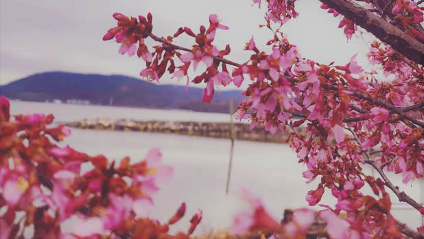 Tree branches with pink cherry blossoms in focus with a water and mountain view from the Peekskill waterfront in the background