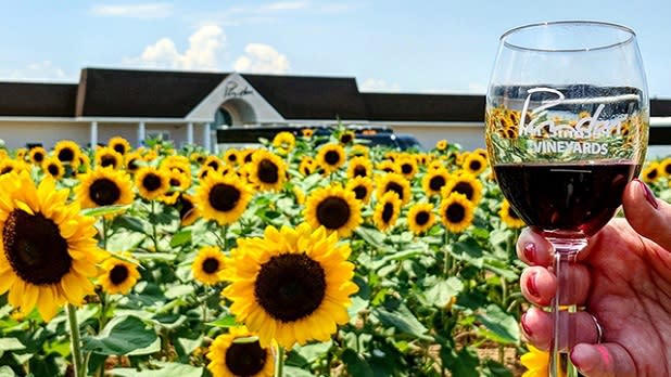 A glass of red wine from Pindar Vineyards in front of a field of yellow sunflowers