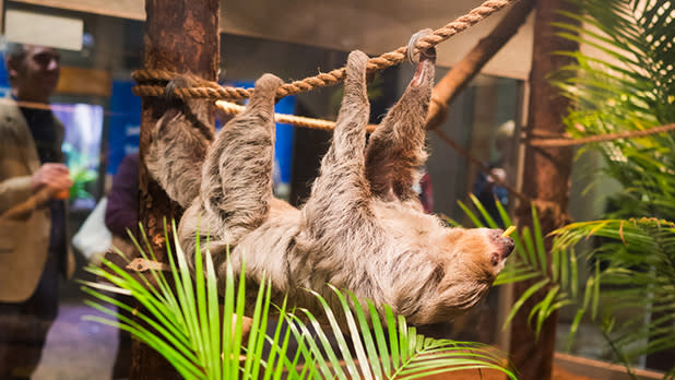 A sloth hangs from a rope