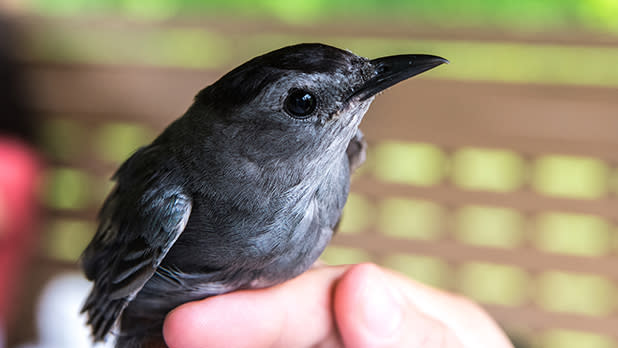 Bird at Roger Tory Peterson Institute