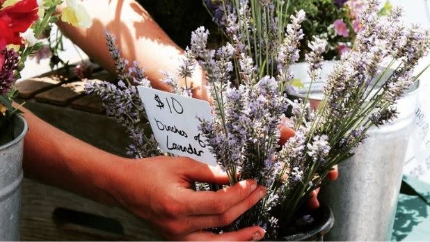Lavender flowers at the Saratoga Springs Farmers Markets