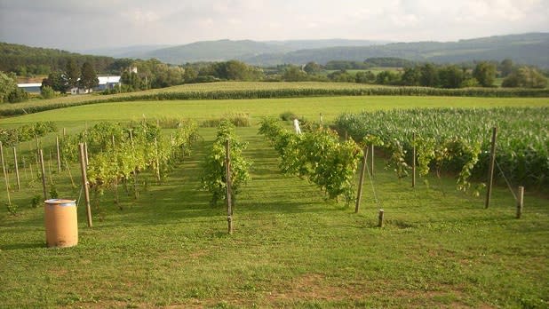 Grapes grows on the vines at Savor Vineyards and Wines with mountains in the distance