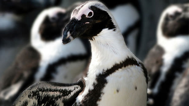 African Penguin at Seneca Park Zoo - Photo by Joe Territo