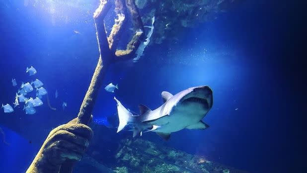 A shark swimming past a model trident in an exhibit at the Long Island Aquarium