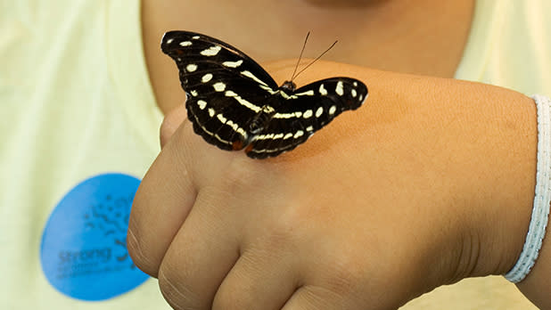 A butterfly on a child