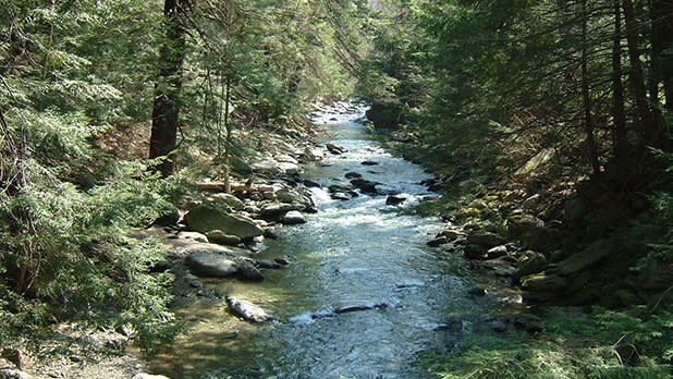 A stream surrounded by woods at Taconic State Park