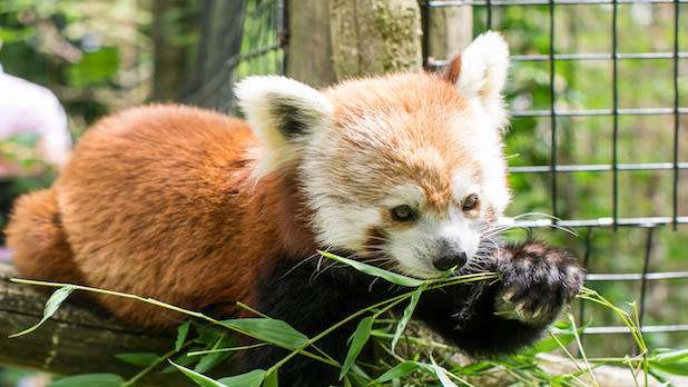 A red panda munches on a leaf at the Trevor Zoo