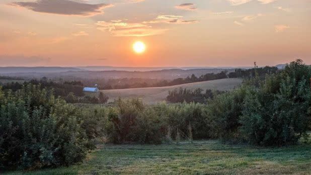 Sun setting over an apple orchard