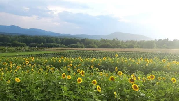 Sunflower field with mountains in the distance