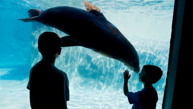 Two children silhouette in front of an aquarium admire a dolphin swimming by. The scene conveys wonder and curiosity in a blue-hued environment.