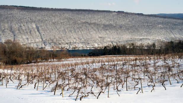 Snow-covered vineyard with bare vines in the foreground, a serene lake in the middle, and a large hill blanketed in snow under a clear blue sky.